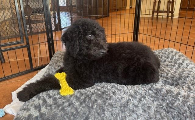 Farm Puppy - Johnny
