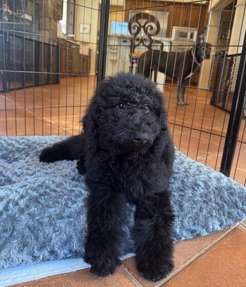 Farm Puppy - Johnny