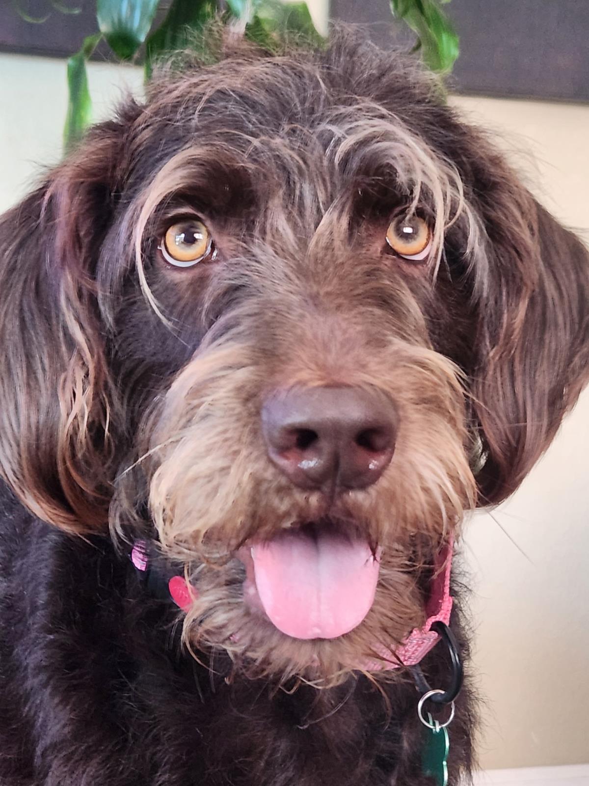 Kona