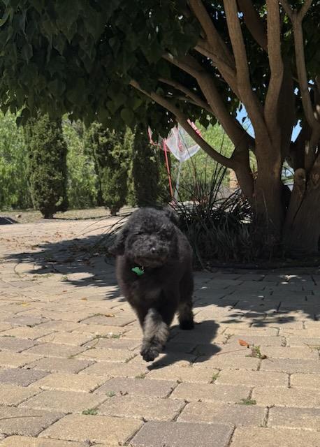Farm Puppy - Lainey