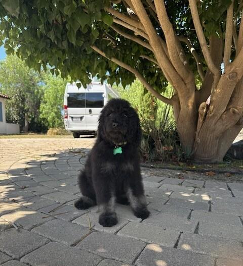 Farm Puppy - Lainey