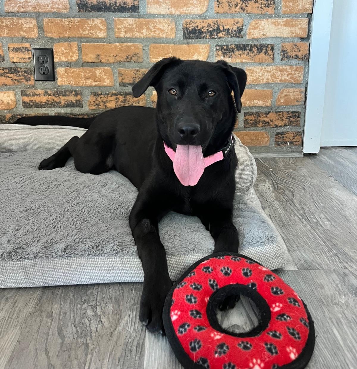 Laverne - Adopted