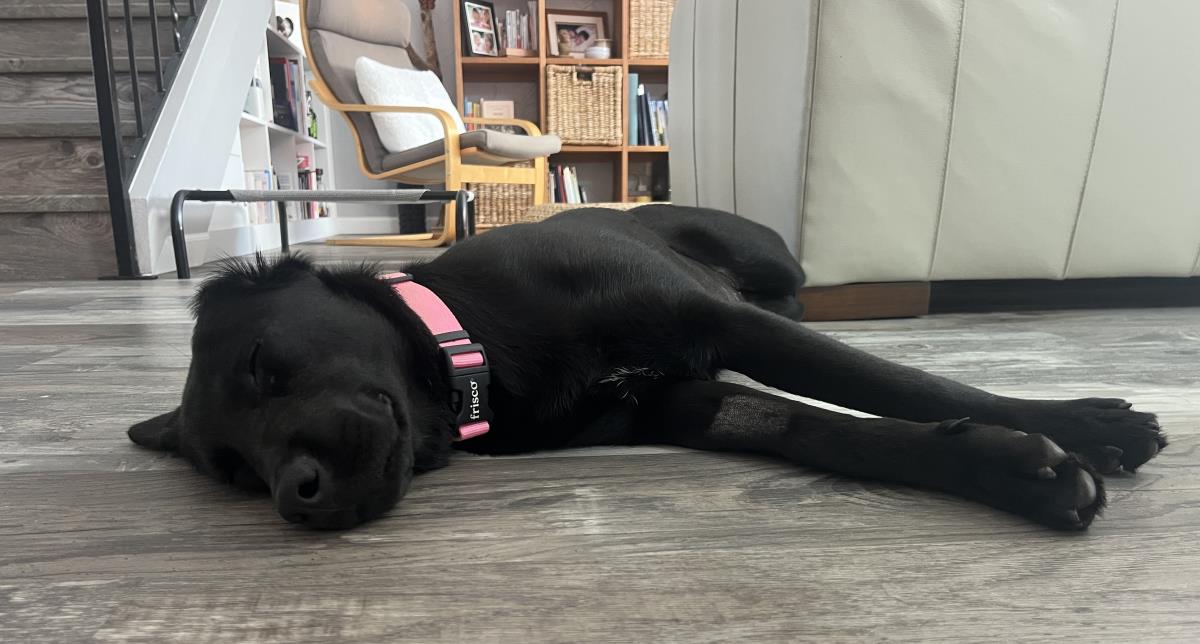 Laverne - Adopted