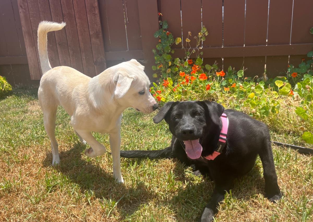 Laverne - Adopted
