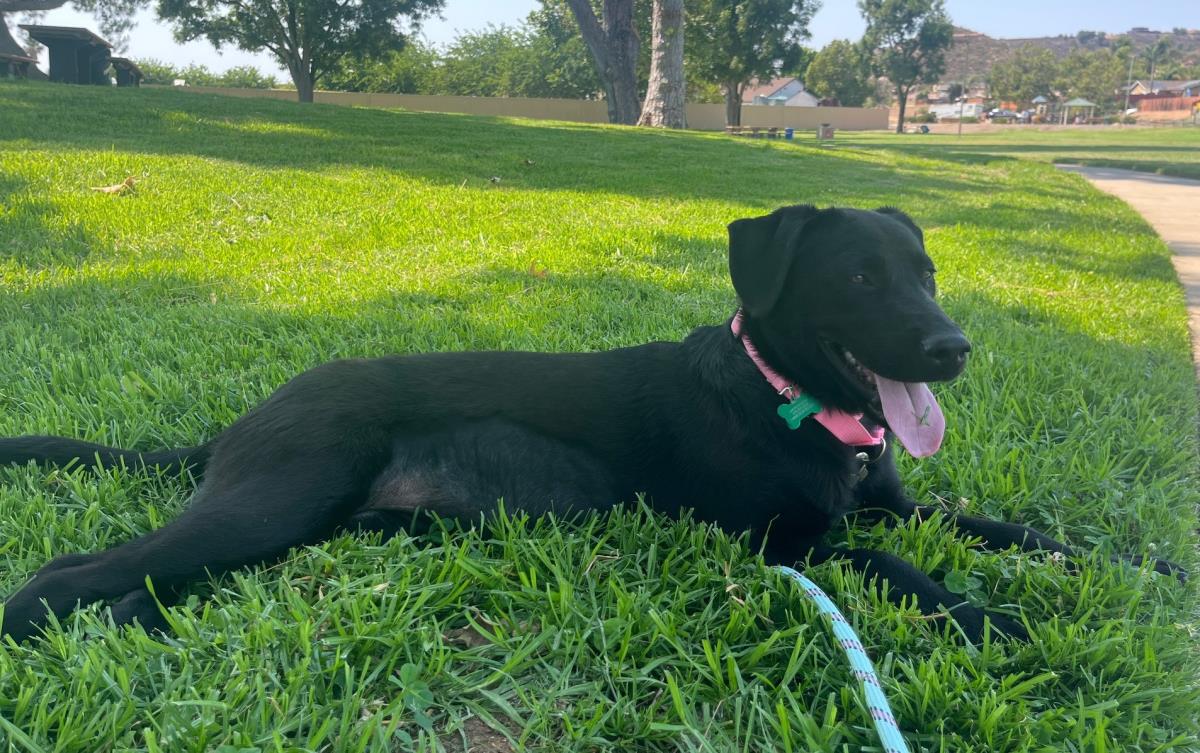 Laverne - Adopted