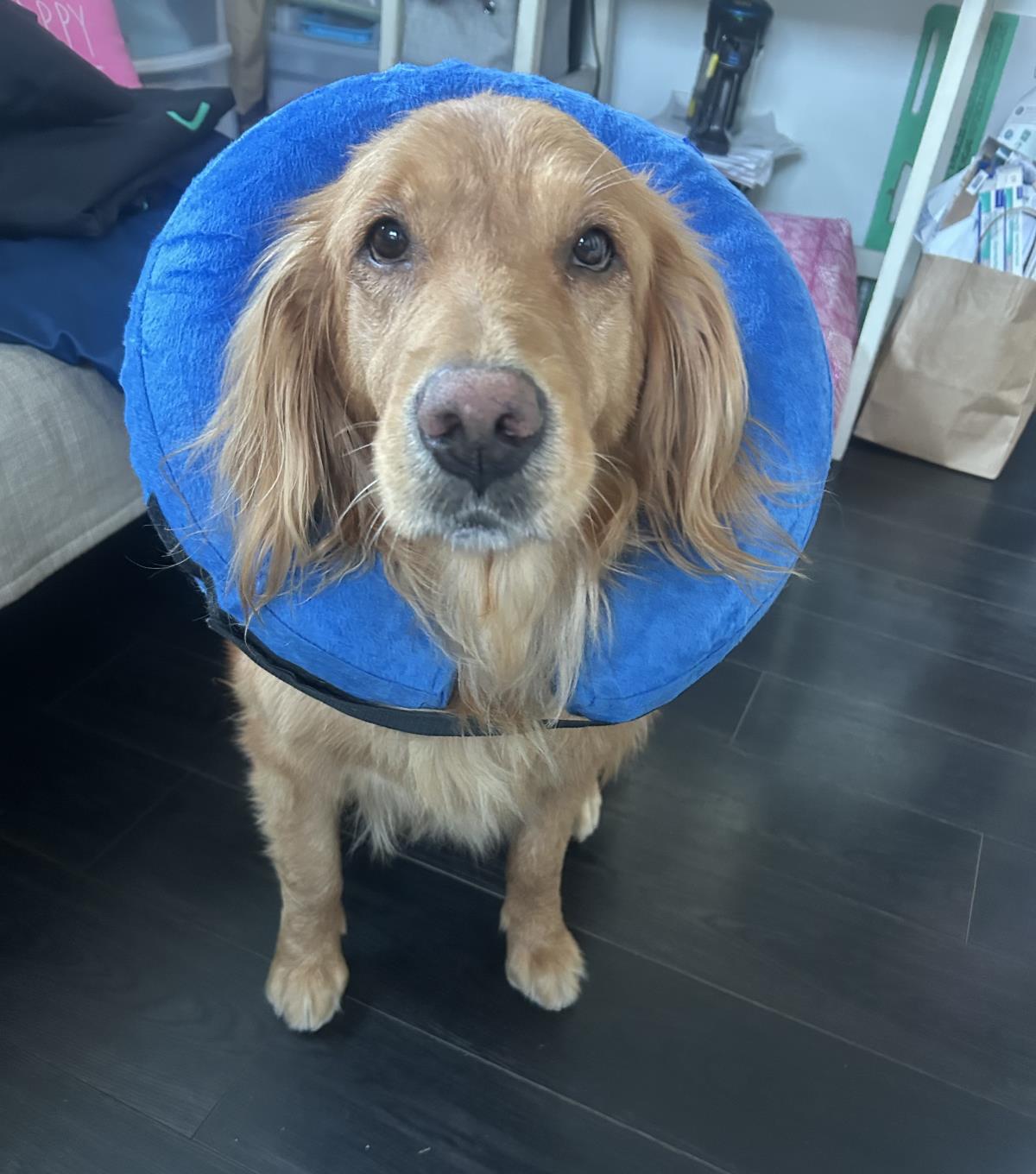 Lexie - Adoption in Progress