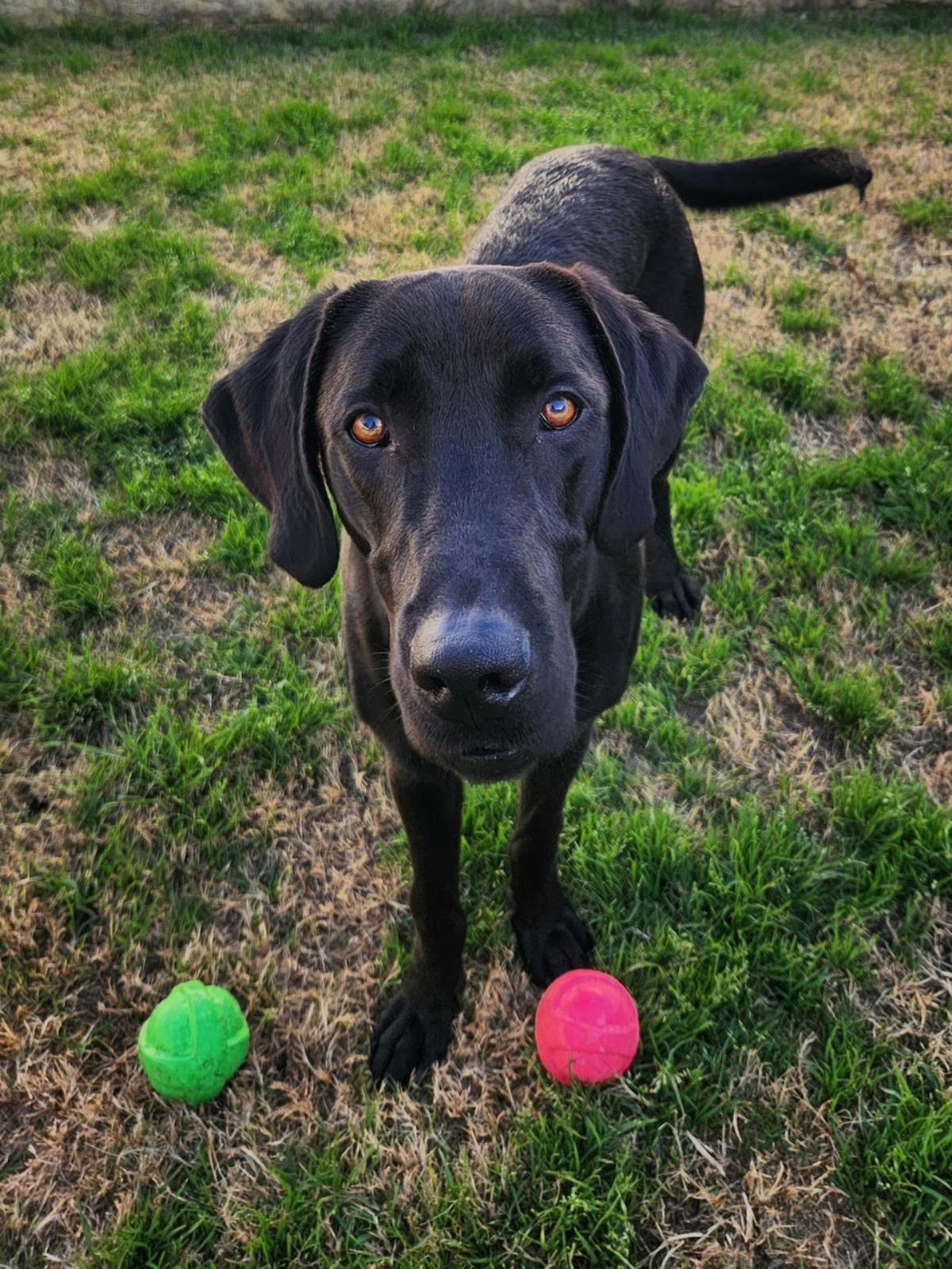 Liam - Adoption in Progress