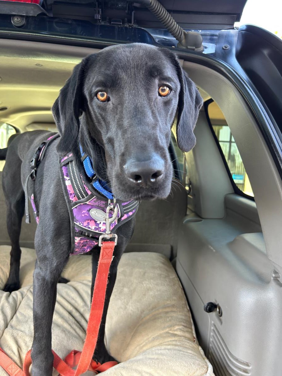 Liam - Adoption in Progress