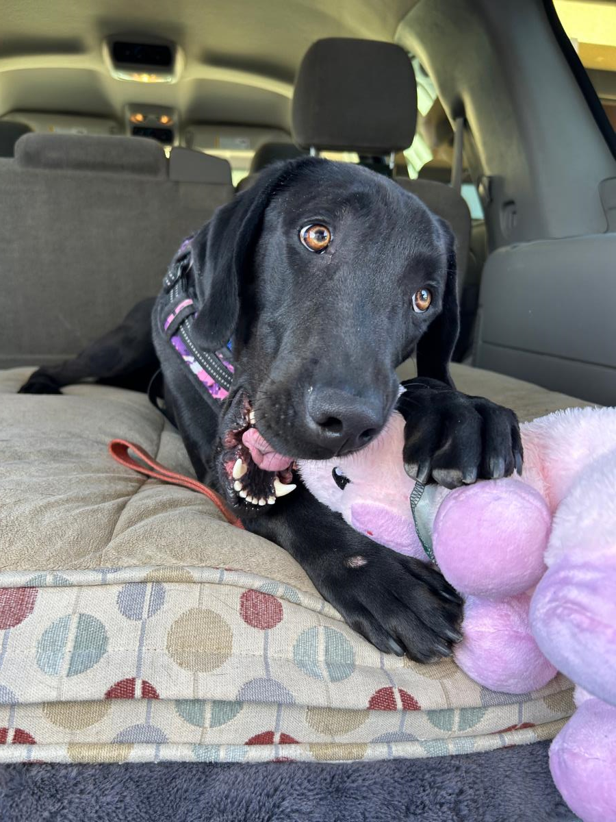 Liam - Adoption in Progress