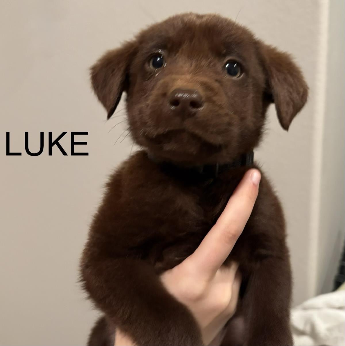 Puppy Luke