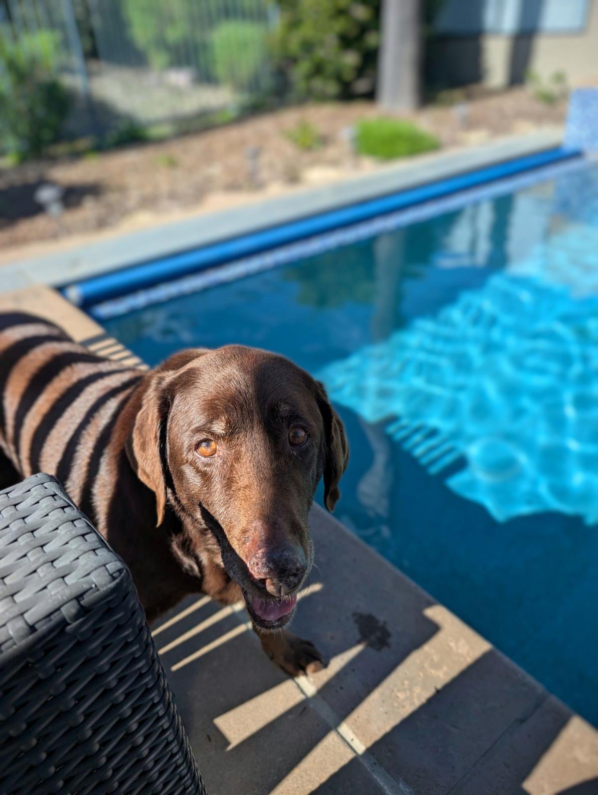 Maggie - Special Needs