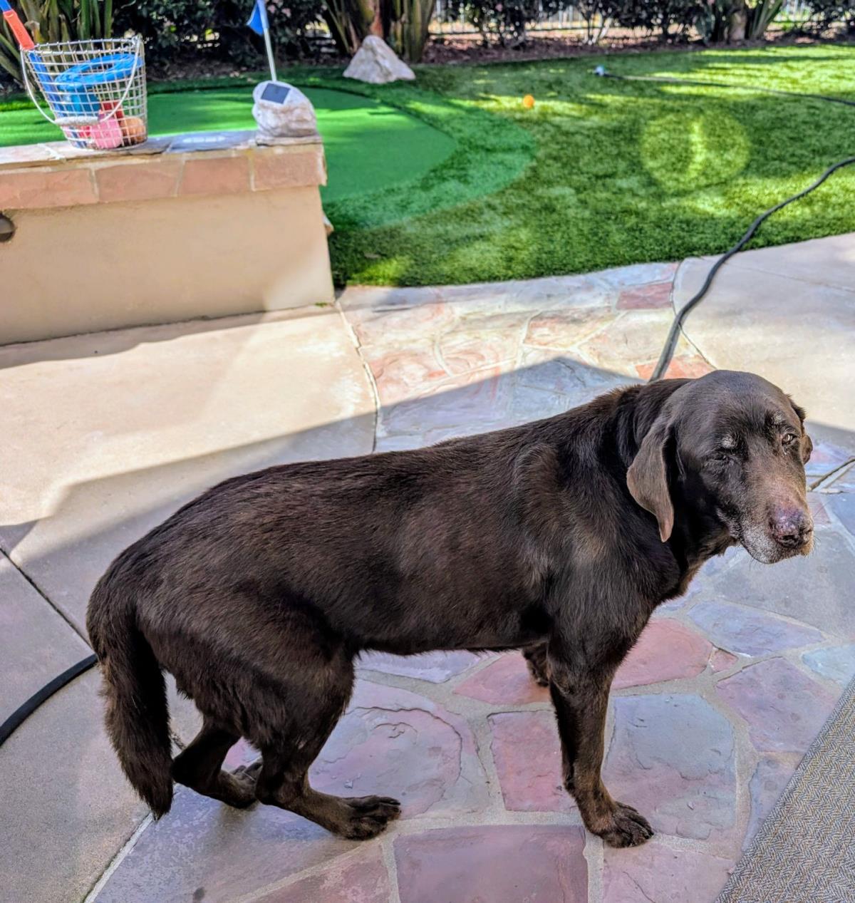 Maggie - Special Needs