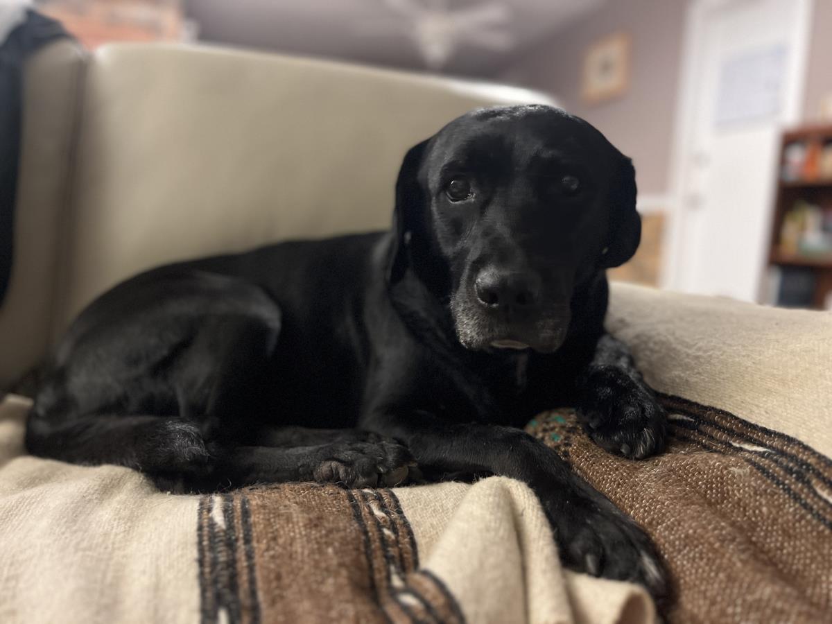 Marla - Medical Hold