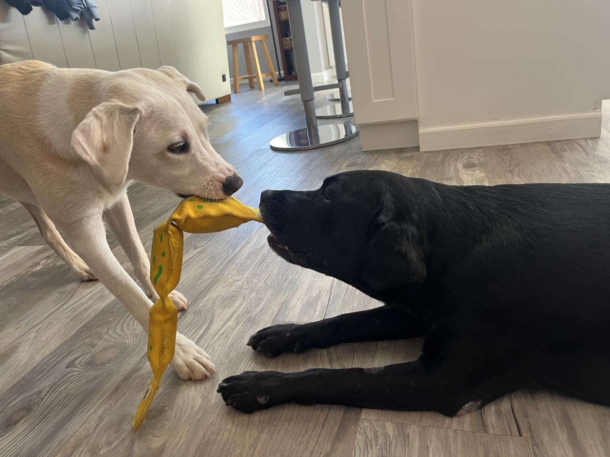 Marla - Medical Hold