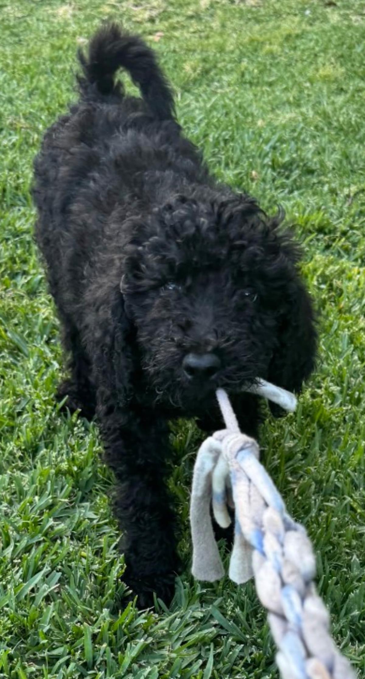 Farm Puppy - Martina