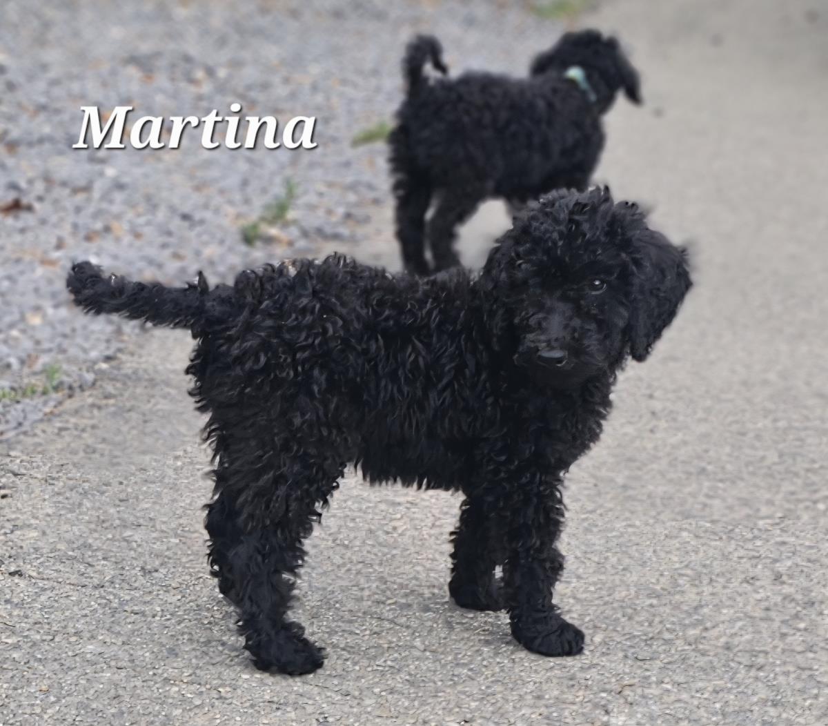 Farm Puppy - Martina