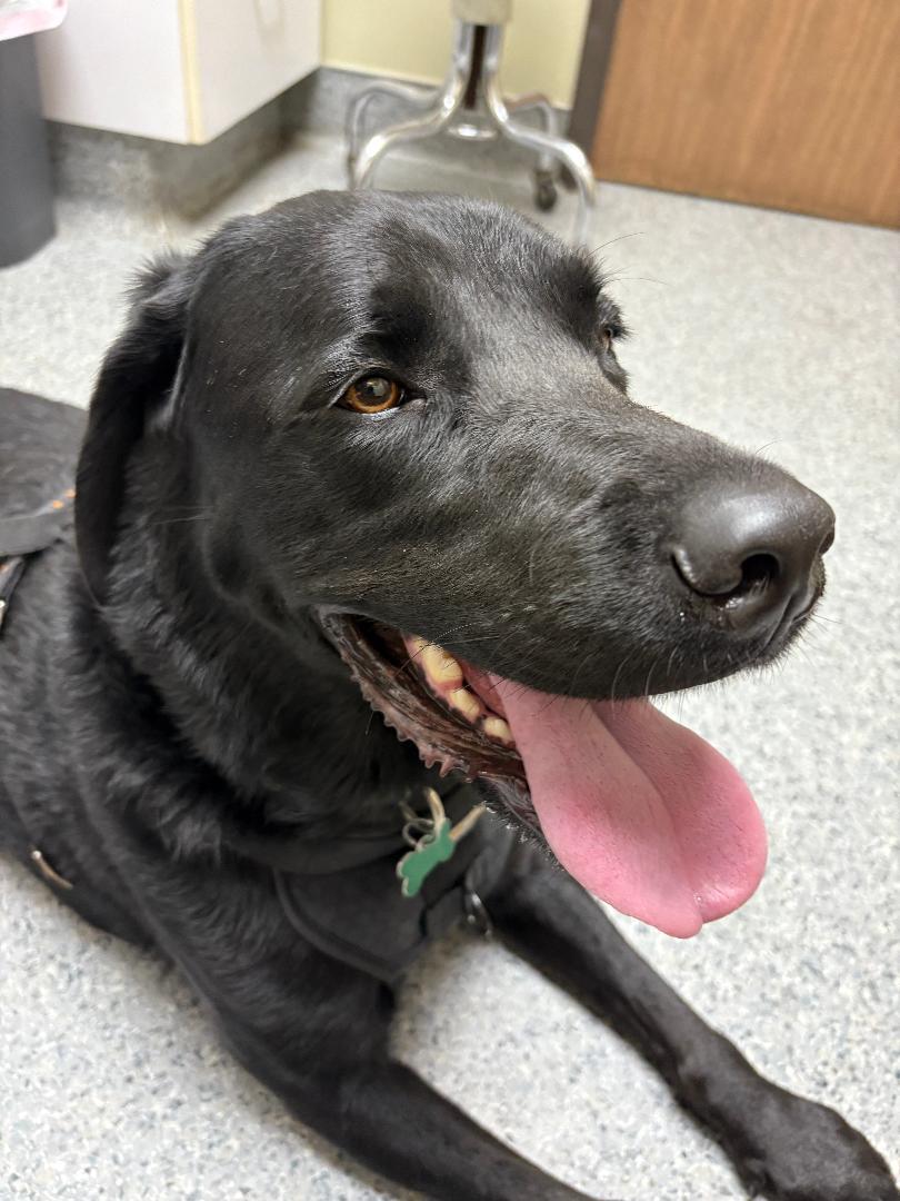 Maverick - Adopted