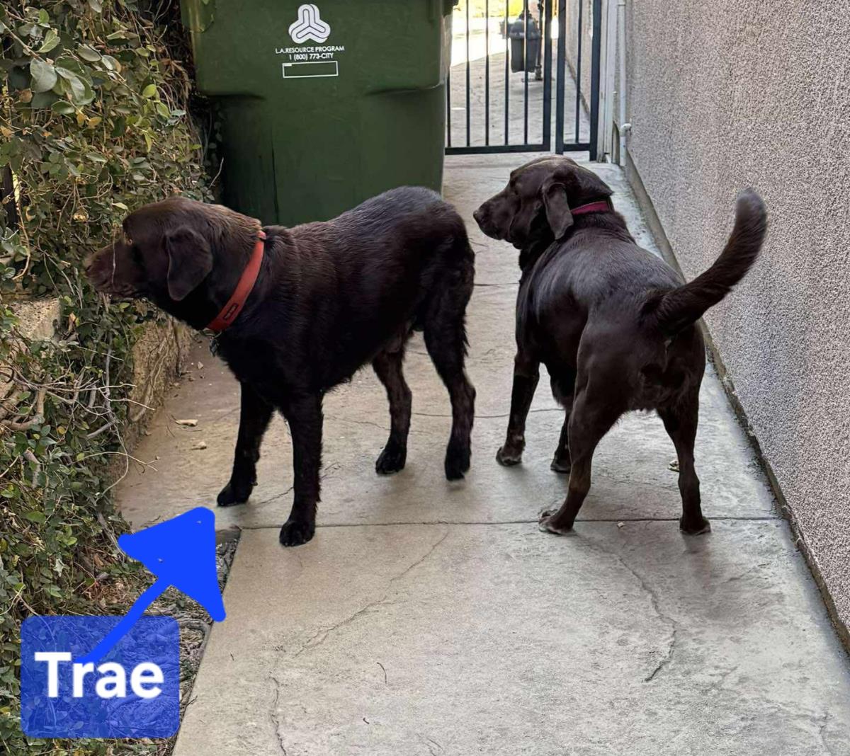 Trae