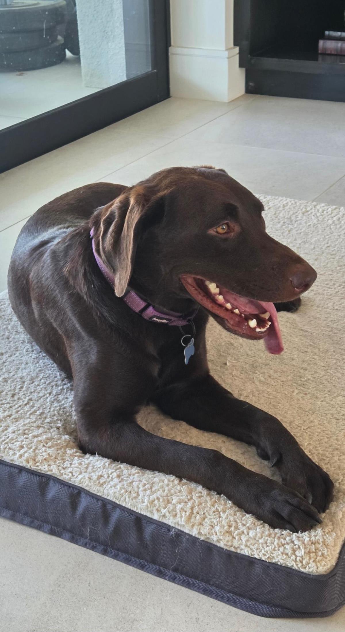 Noelia - Adopted