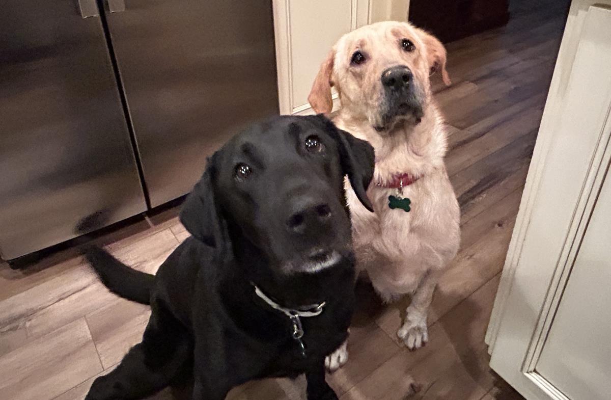 Pumpkin - Medical Hold