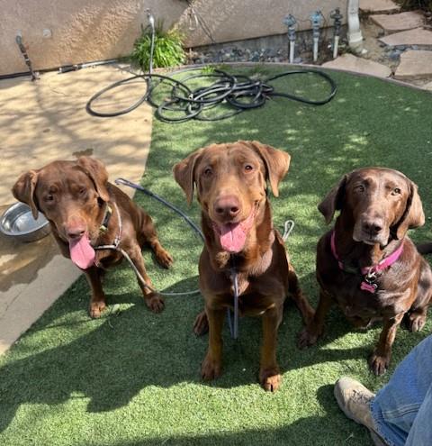 Sally - Adoption in Progress