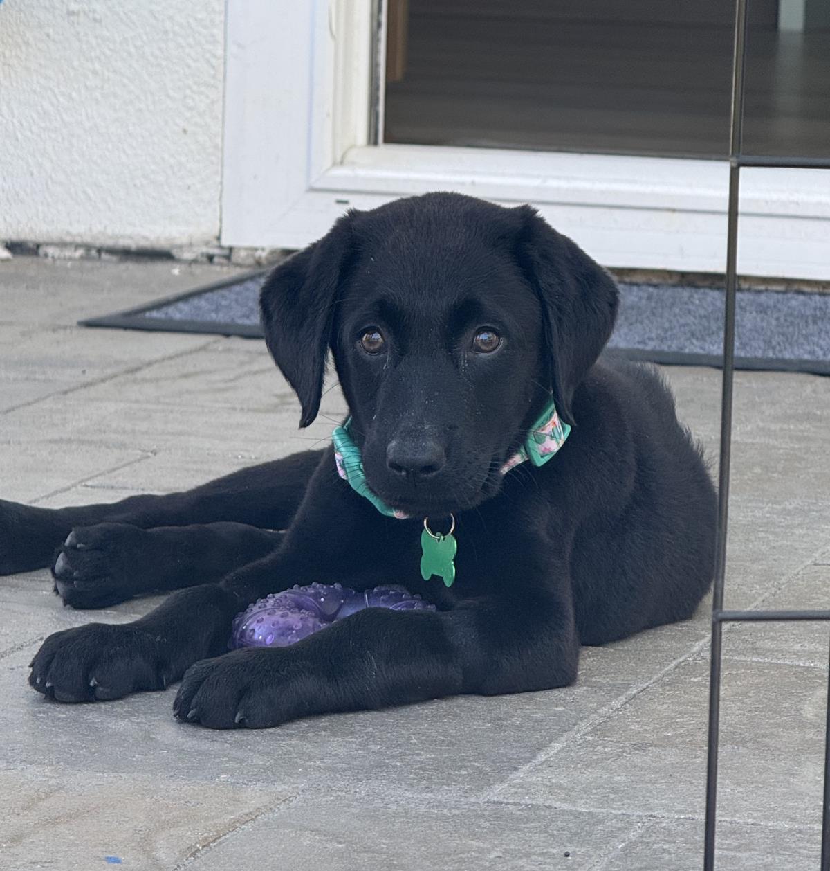 Cosmopolitan Puppy - Paris - Medical Hold