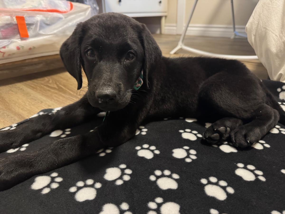 Cosmopolitan Puppy - Paris - Medical Hold