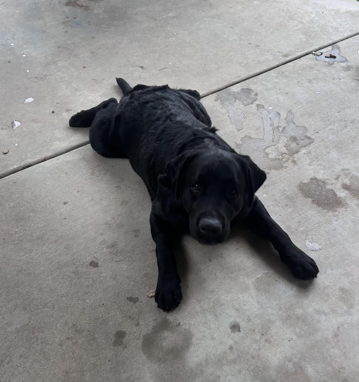 Paulie -  Adopted
