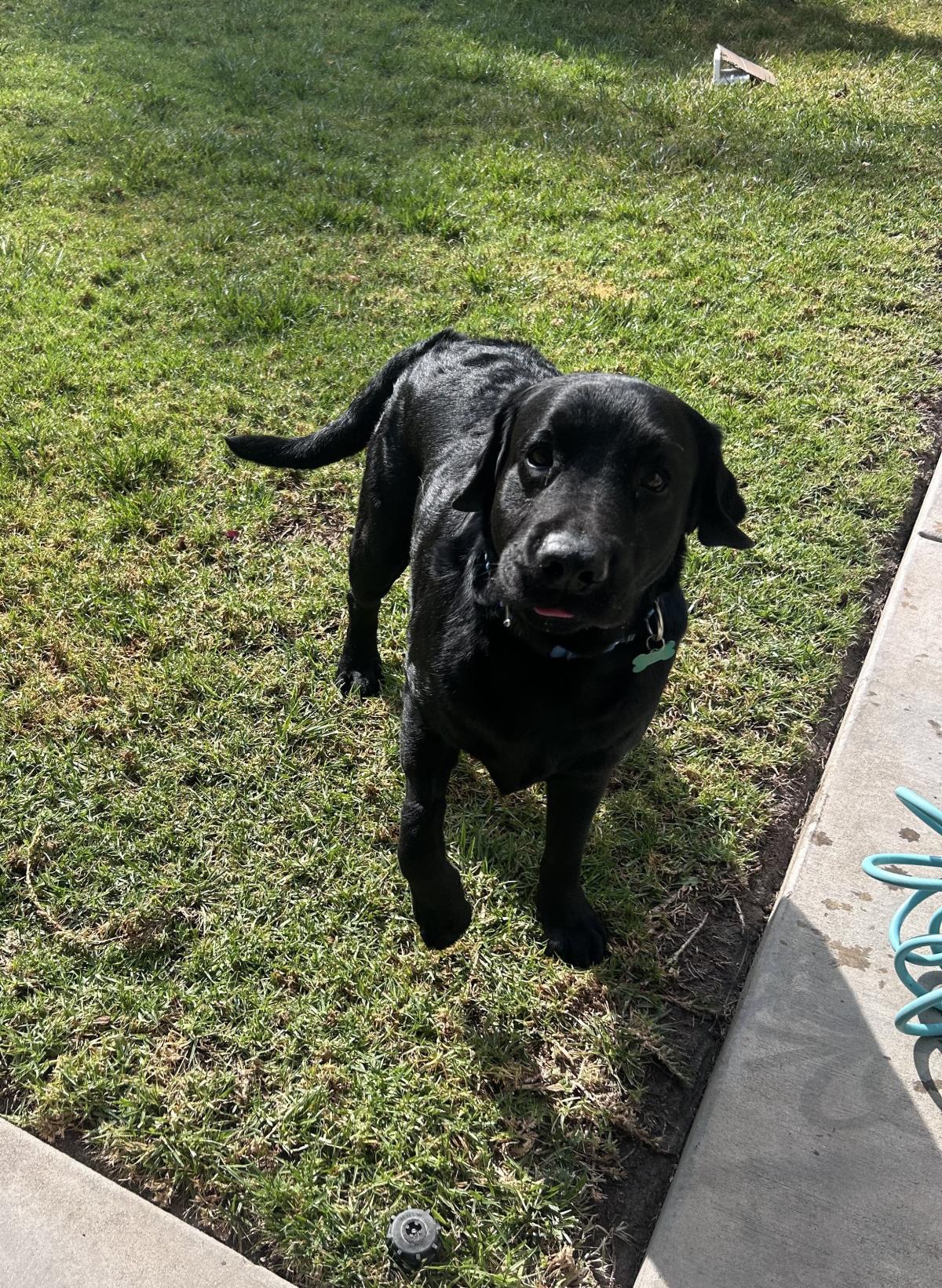 Paulie -  Adopted