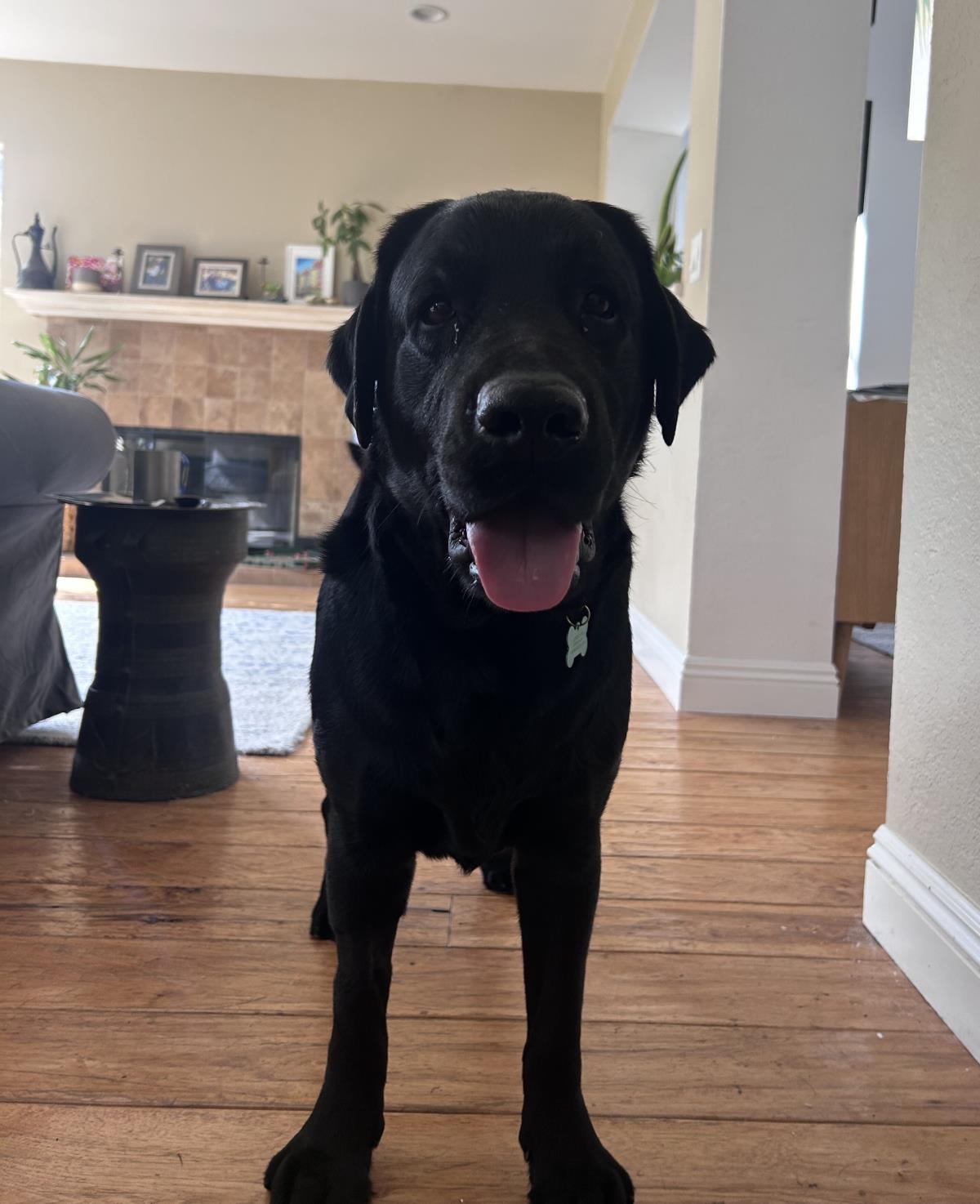 Paulie -  Adopted