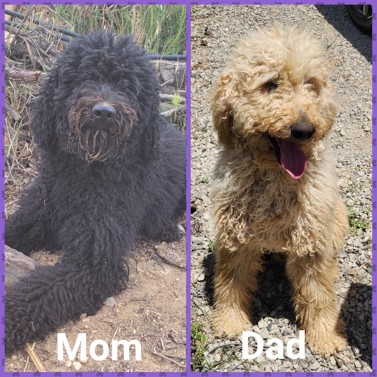 Farm Puppy - Cash - Adopted