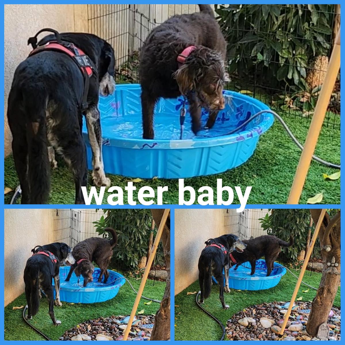 Kona