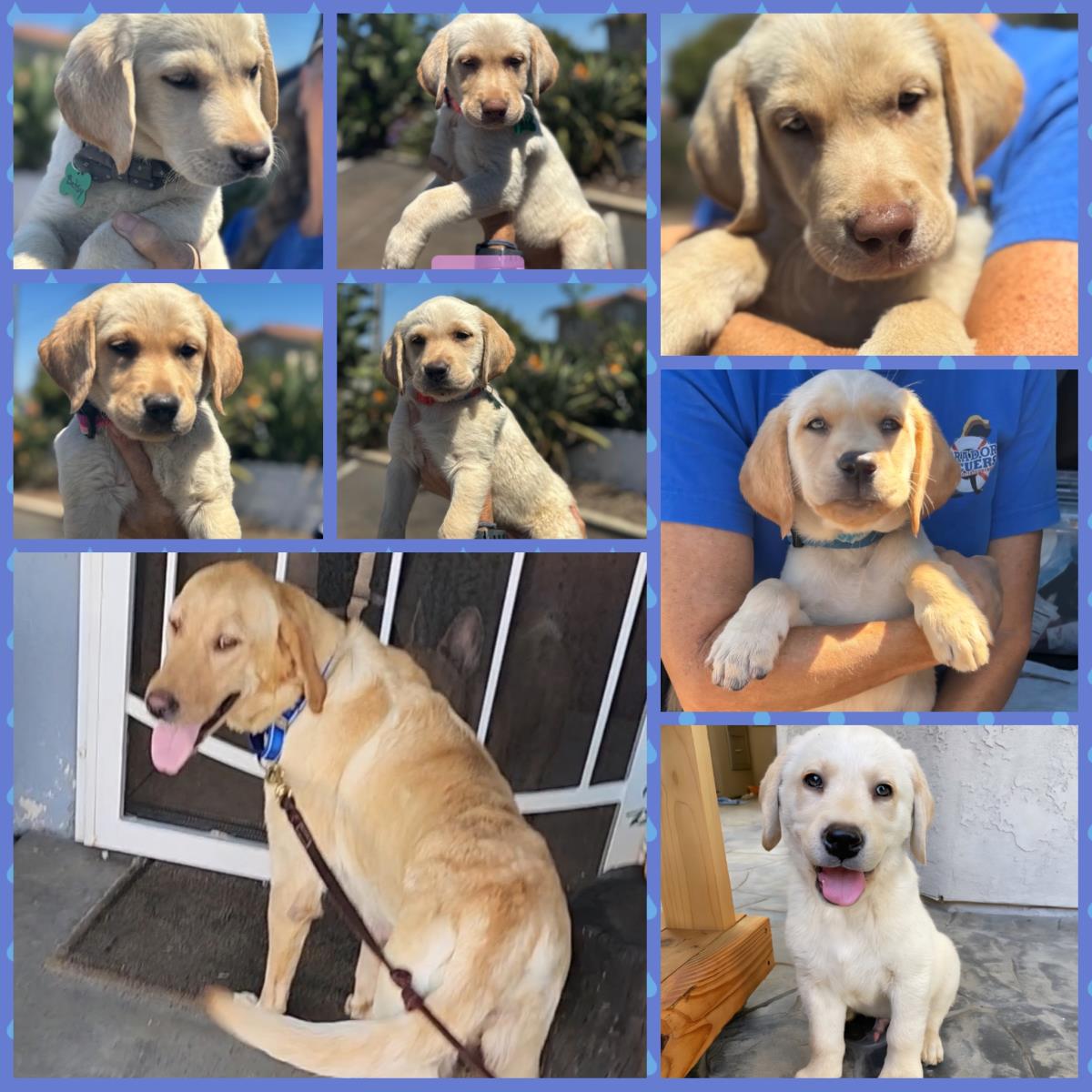 Chloe’s Puppy - Rosa