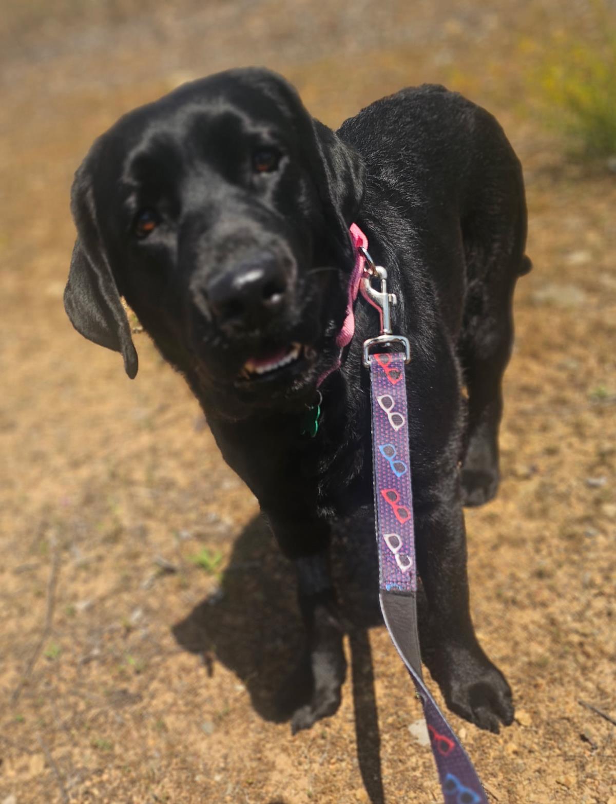 Piper