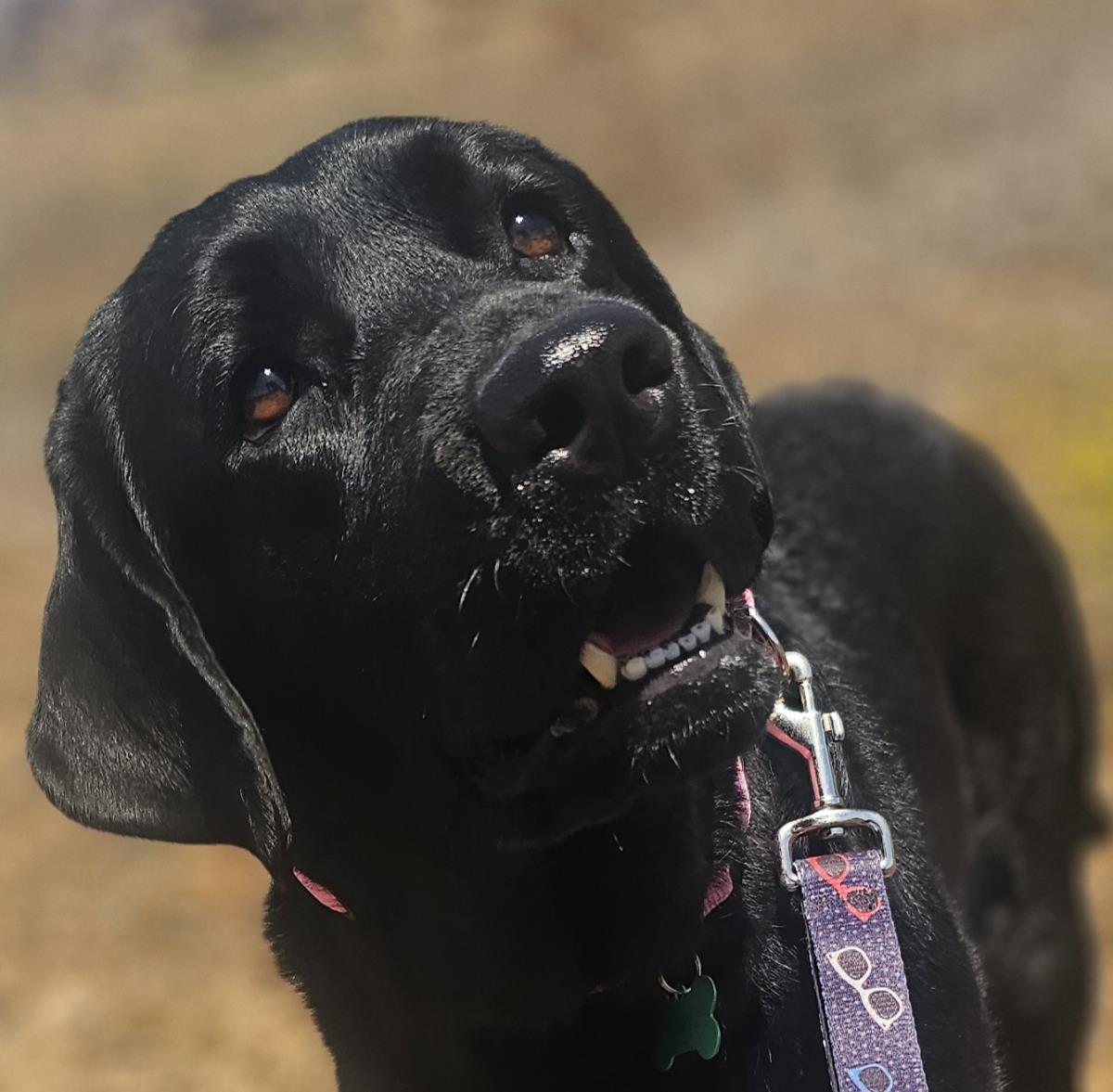 Piper