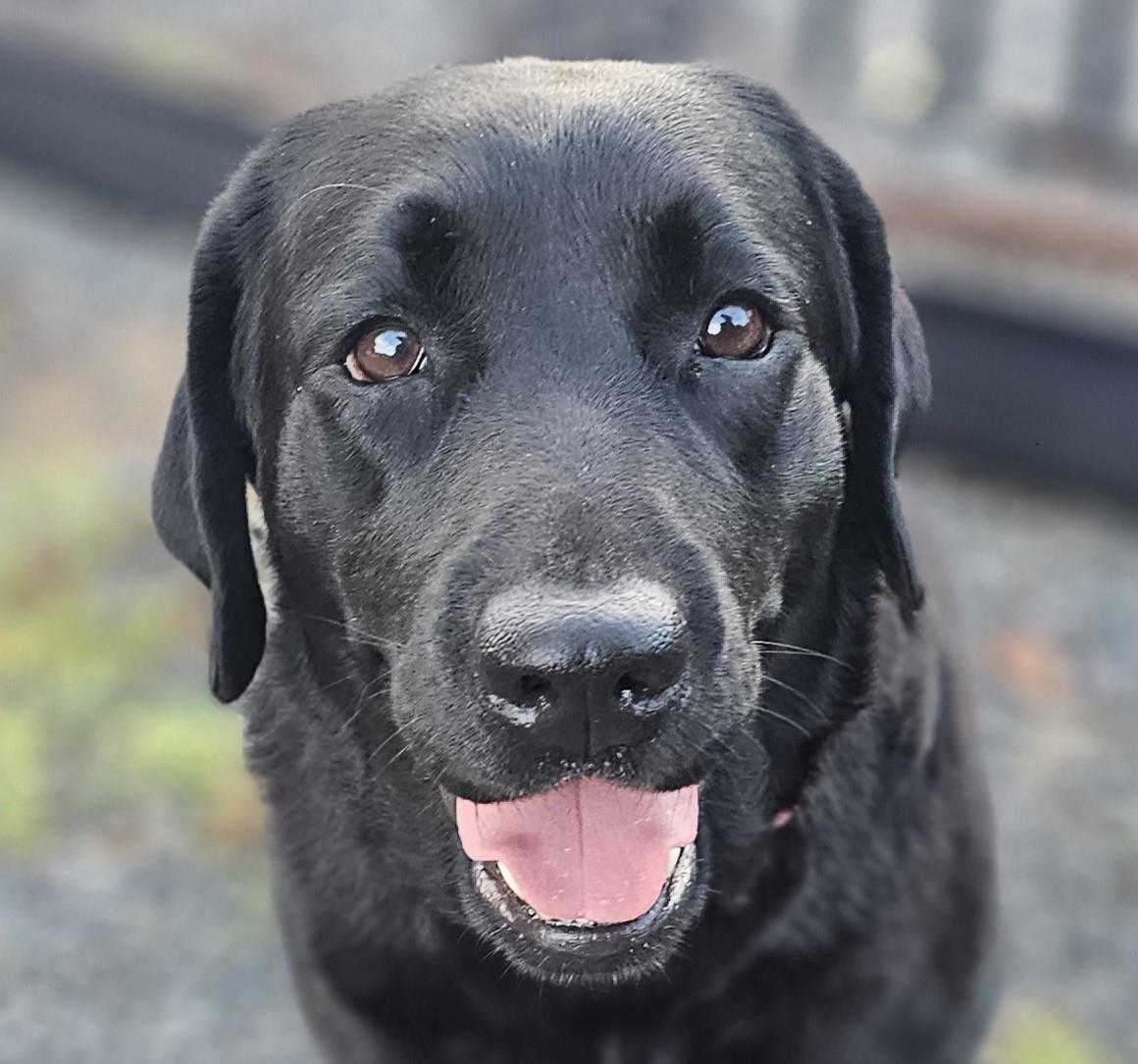 Piper