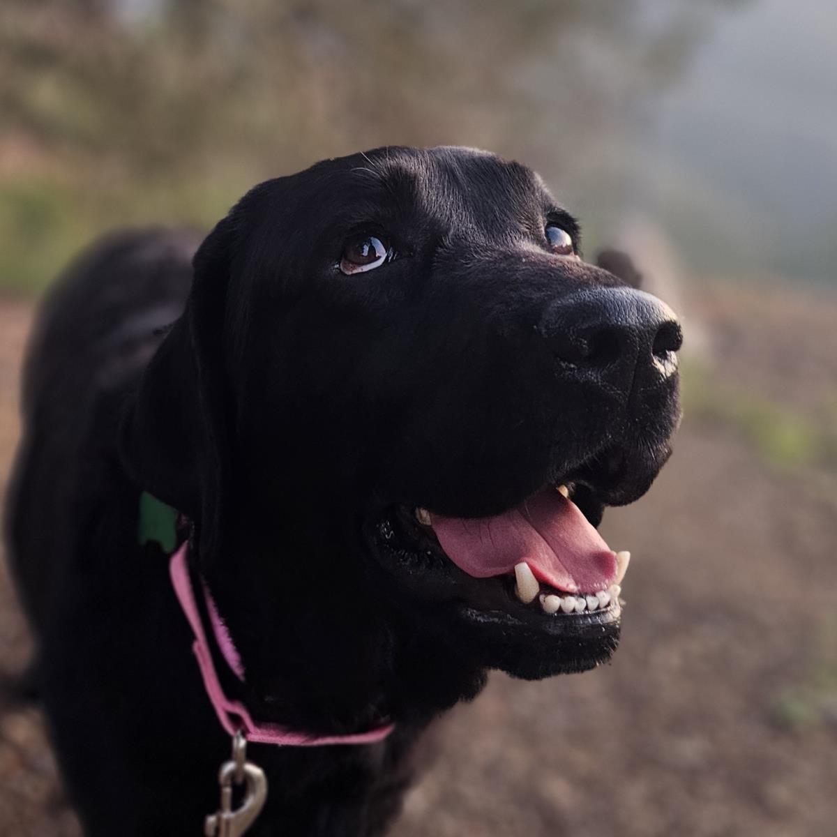 Piper