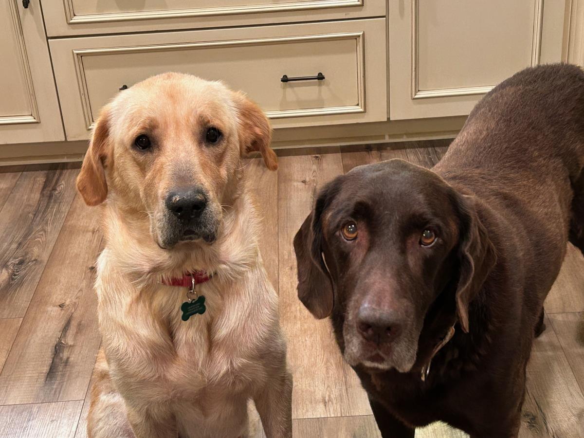 Pumpkin - Medical Hold