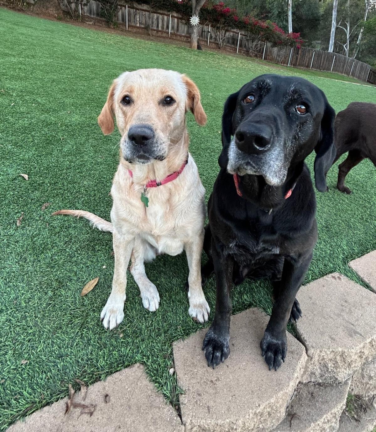 Pumpkin - Medical Hold