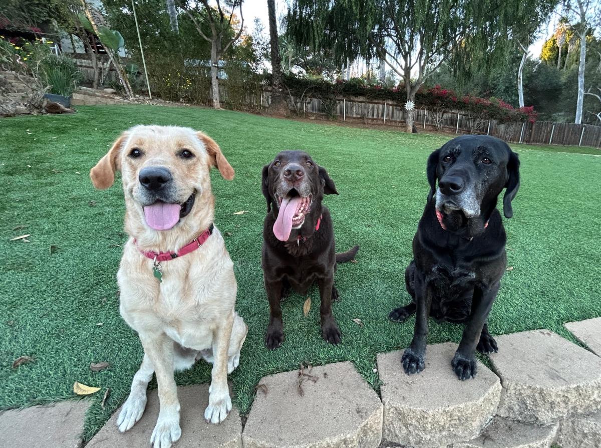 Pumpkin - Medical Hold