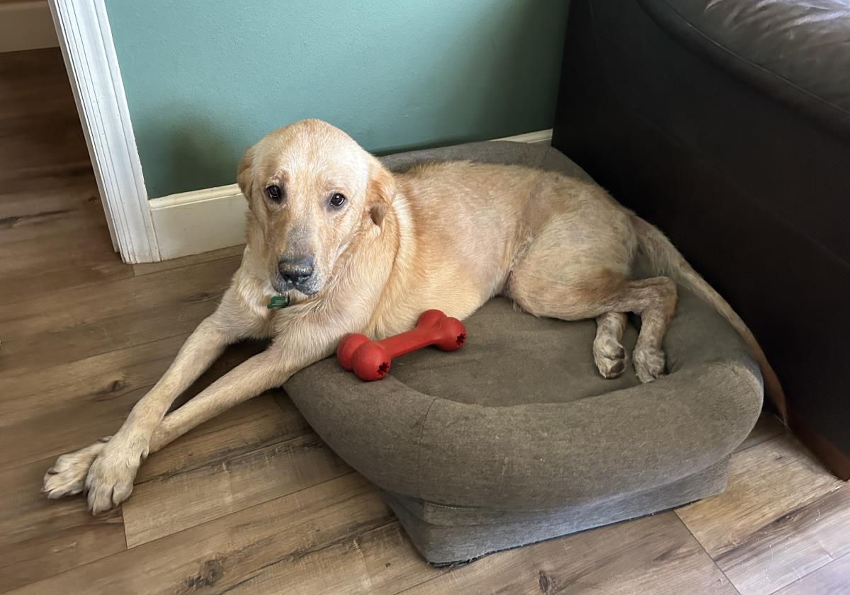 Pumpkin - Medical Hold