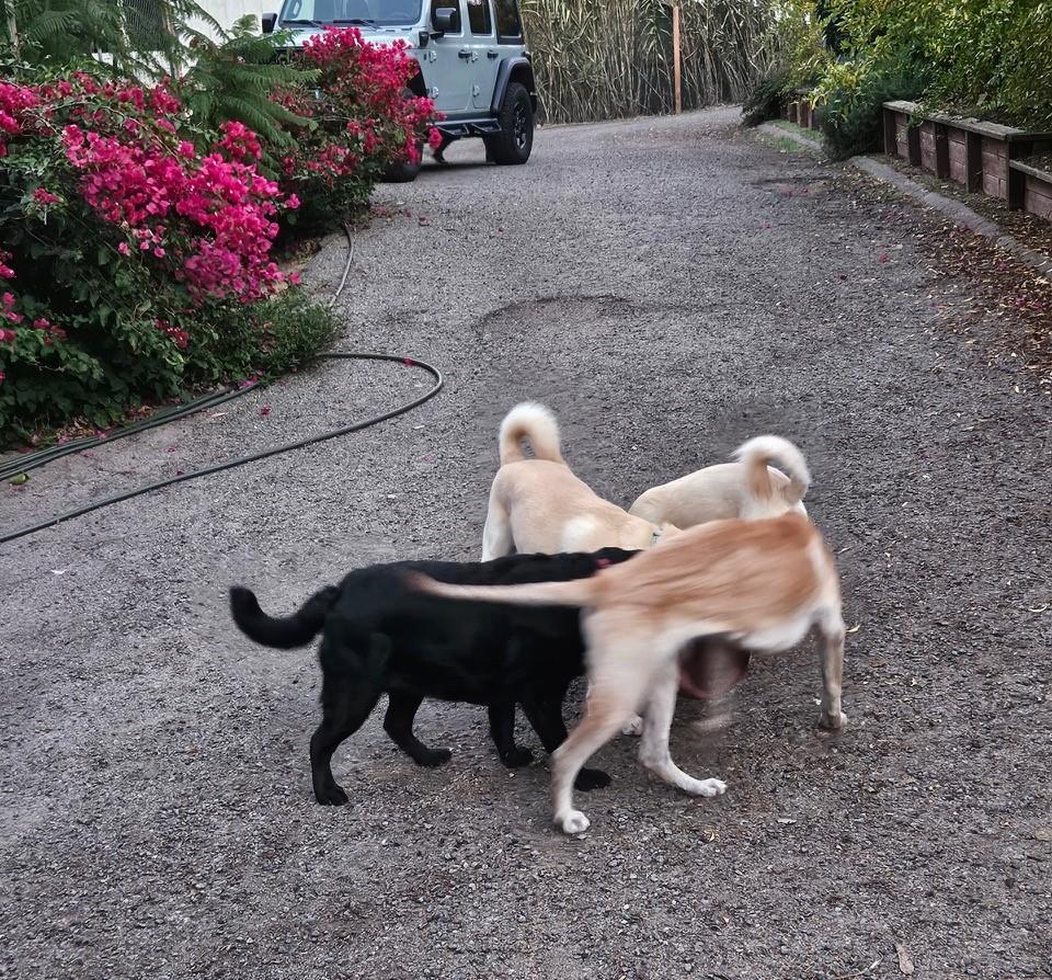 Pumpkin - Medical Hold