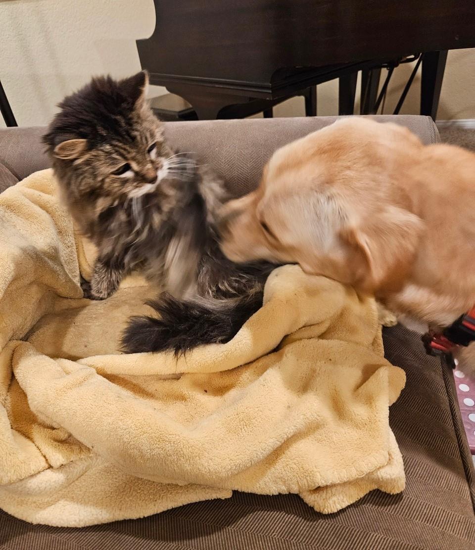 Pumpkin - Medical Hold