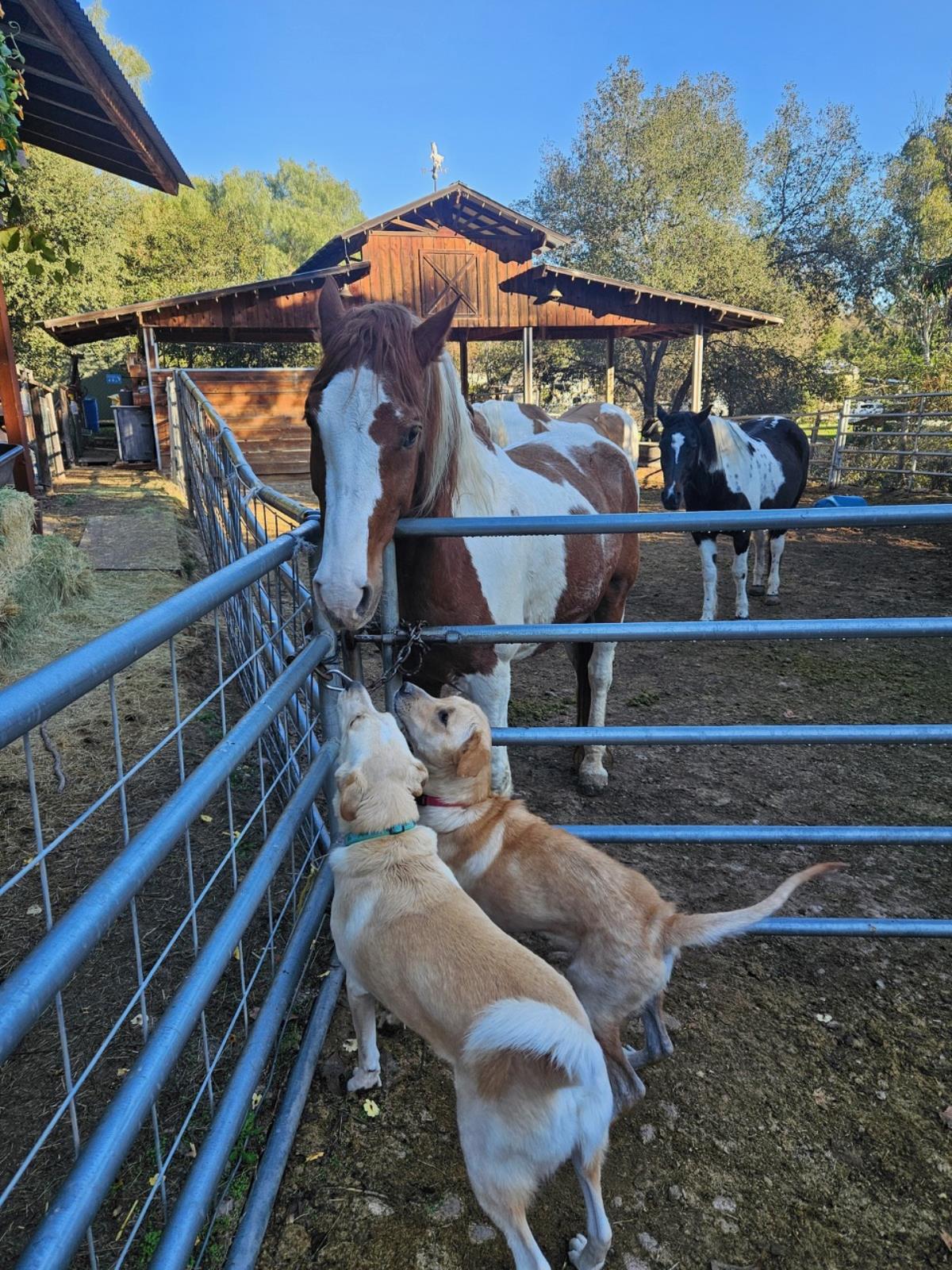 Pumpkin - Medical Hold