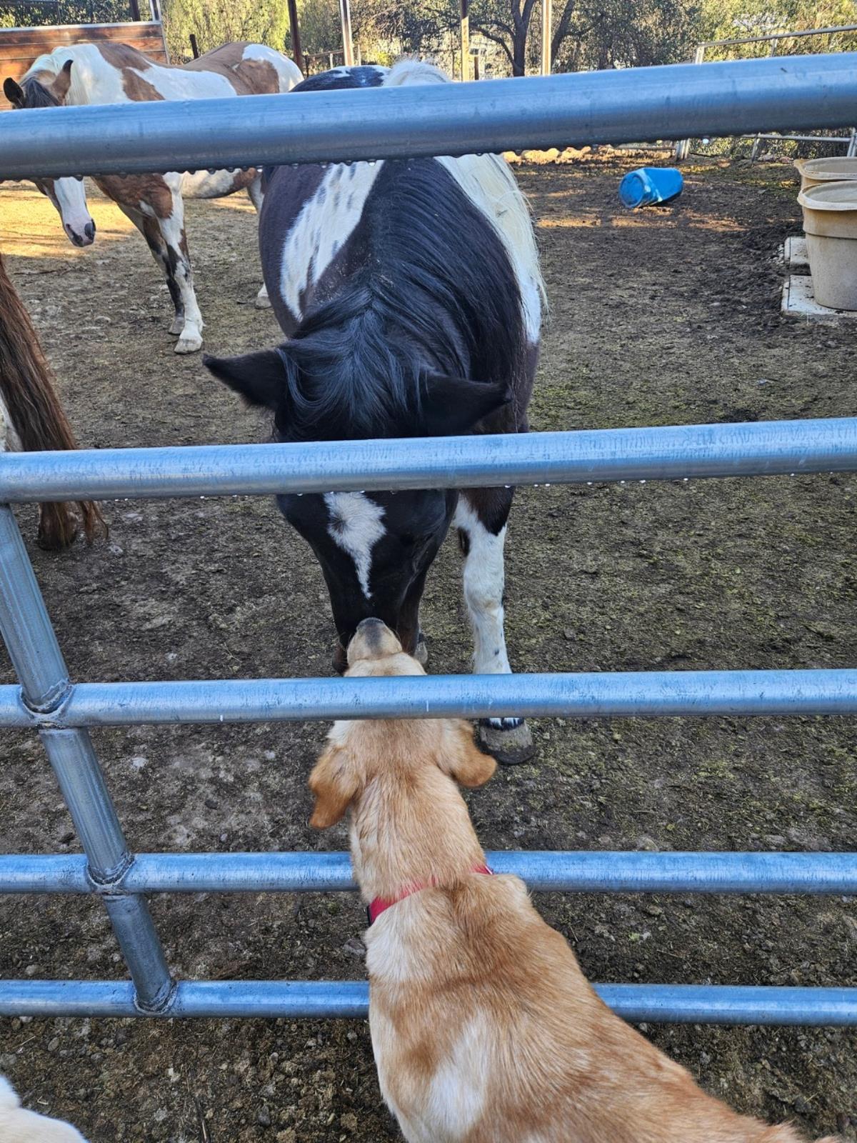 Pumpkin - Medical Hold