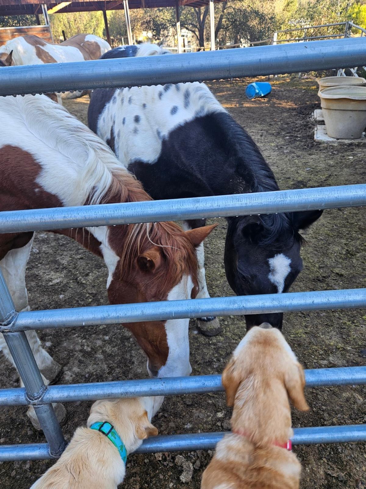 Pumpkin - Medical Hold