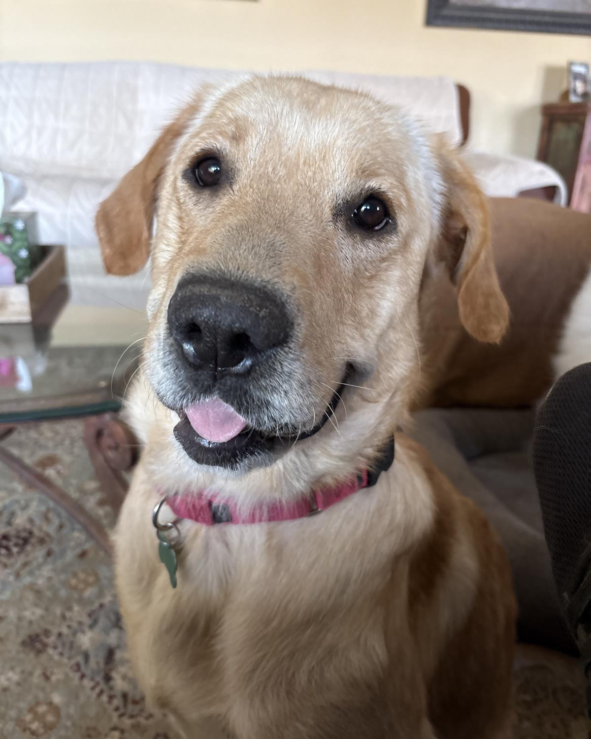 Pumpkin - Medical Hold