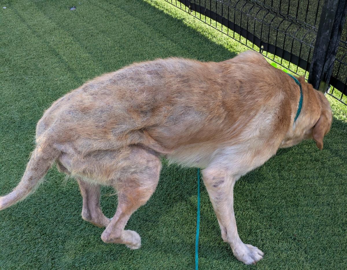 Pumpkin - Medical Hold