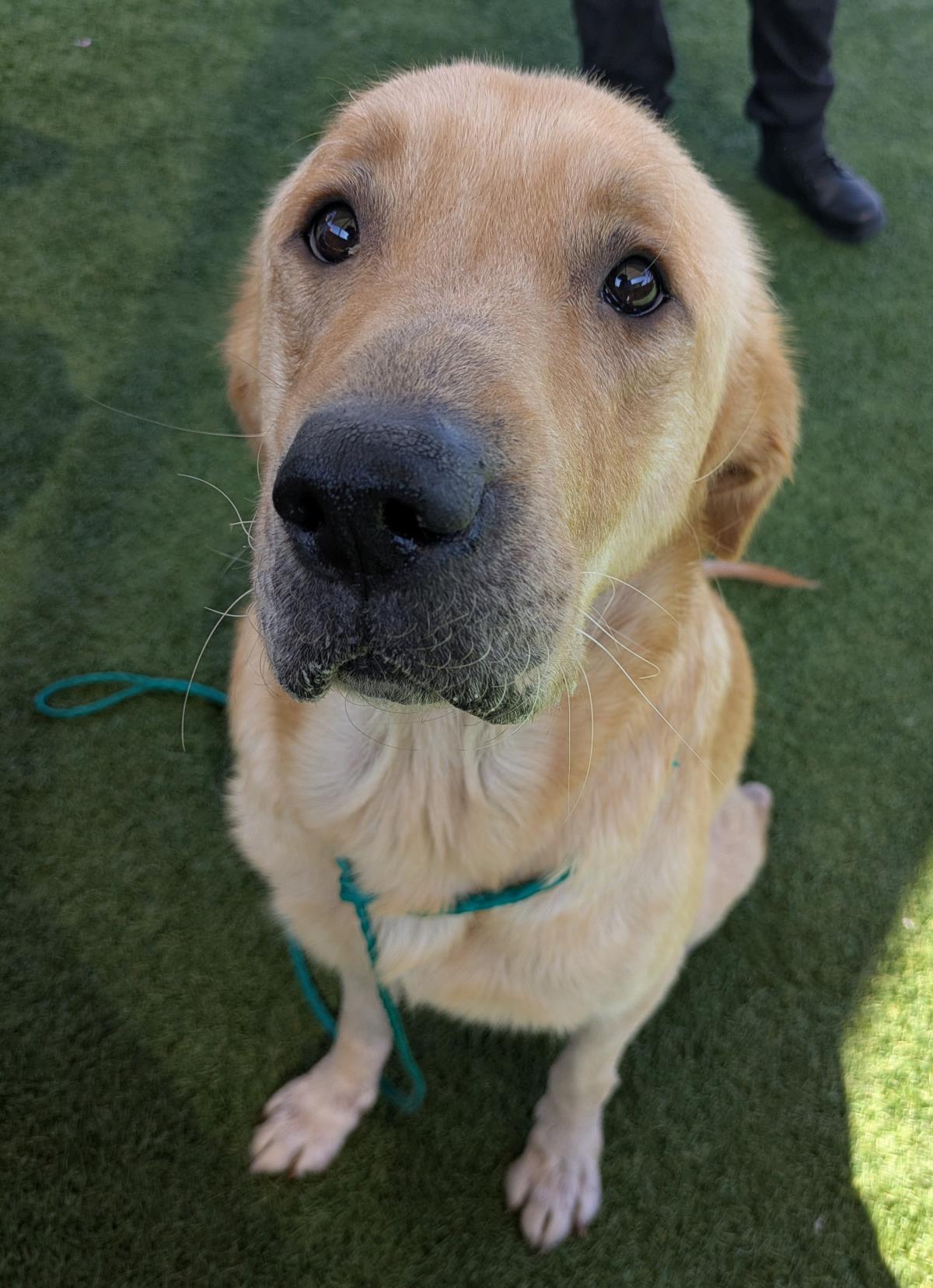 Pumpkin - Medical Hold