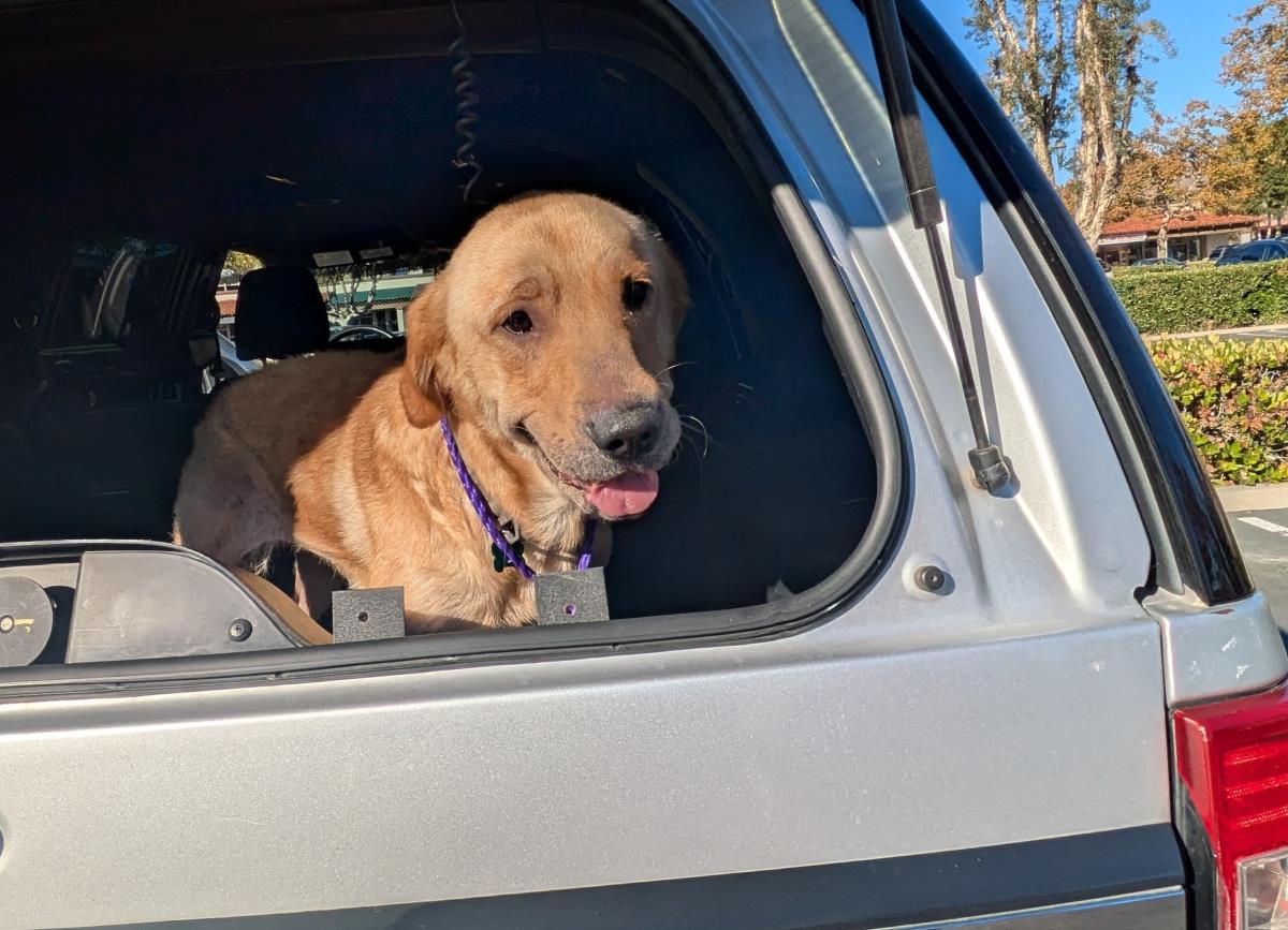 Pumpkin - Medical Hold